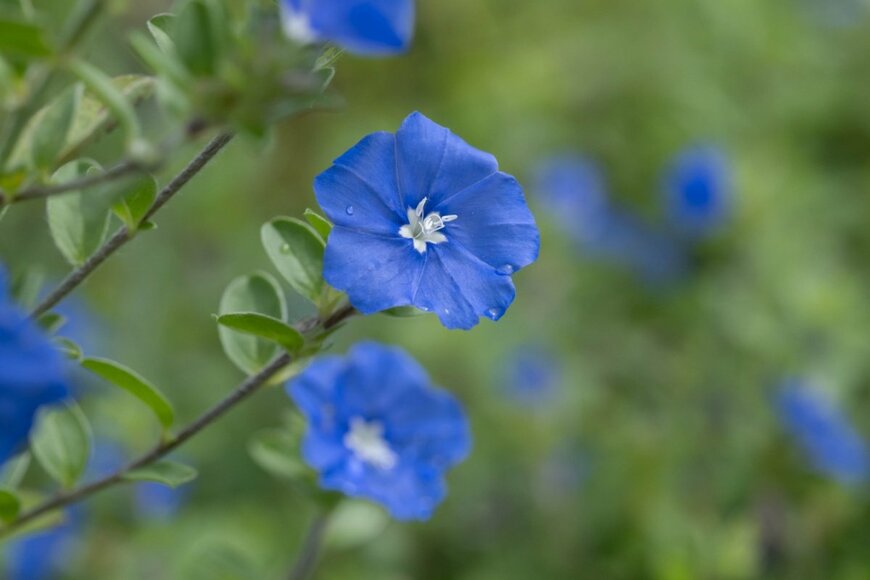 【ガーデニング】夏を先取り「暑さに負けず花壇や庭を彩る」強健な一年草・多年草8選