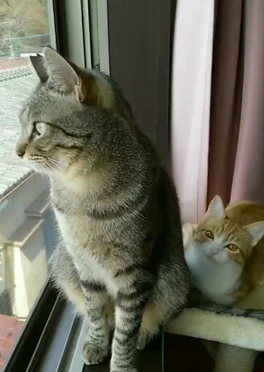 出所：@mero627puri914