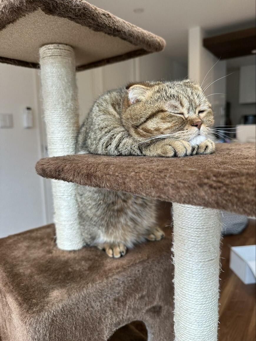 出所：@ponpokopontanu