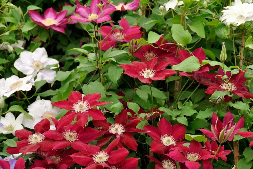 HHelene/istockphoto.com