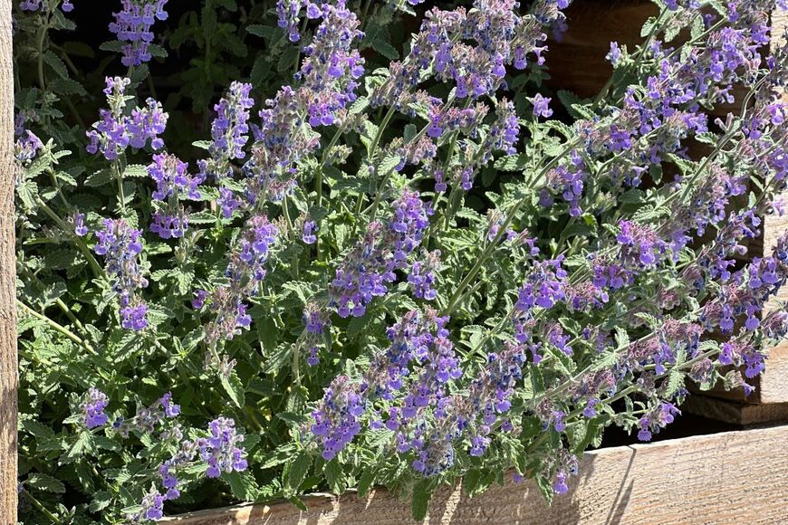 夏～秋に《いい香りの花が咲く》鉢植えや小さな庭でも育てやすい植物6選＆狭い場所のメリット