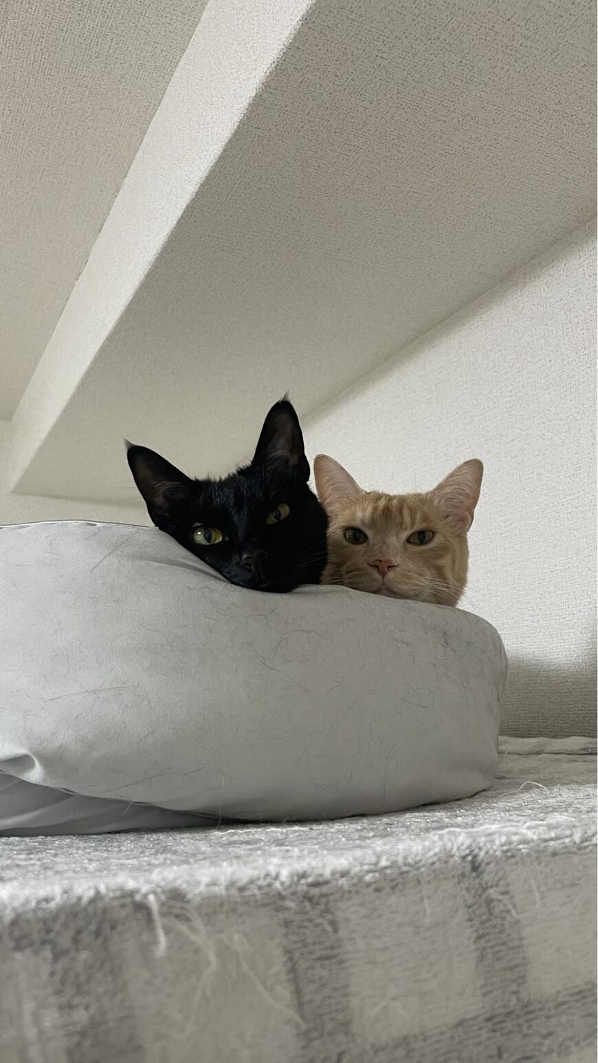 出所：@Teagle_Noir