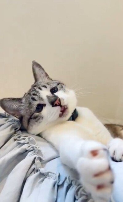 出所：@piennekomint