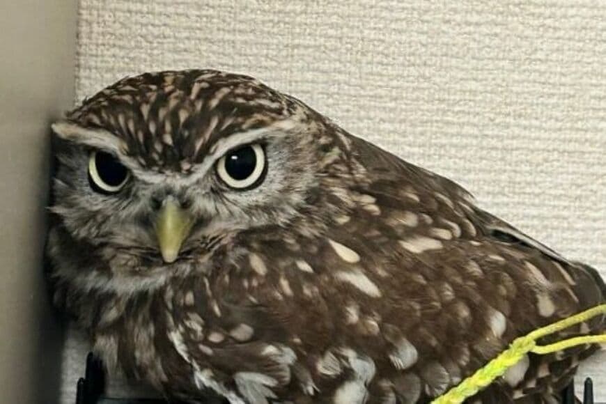 自宅にある「まさかの場所」でくつろぐフクロウ　思わず「痛くないの？」と心配してしまう光景が話題