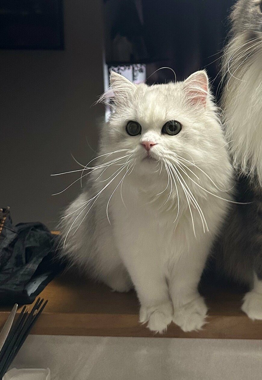 出所：@NEKOLAND13