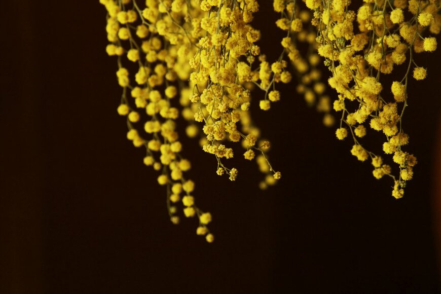 Photo joy/Shutterstock.com