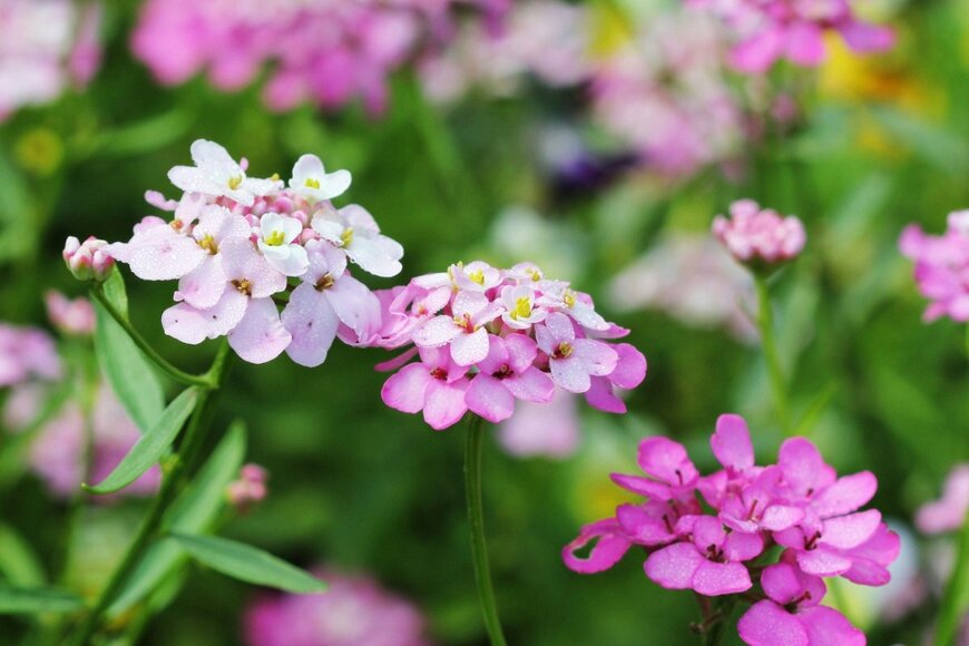 【植えっぱなしOK】かわいい花が咲く〈春植え多年草〉10選！今年こそローメンテな庭を目指そう