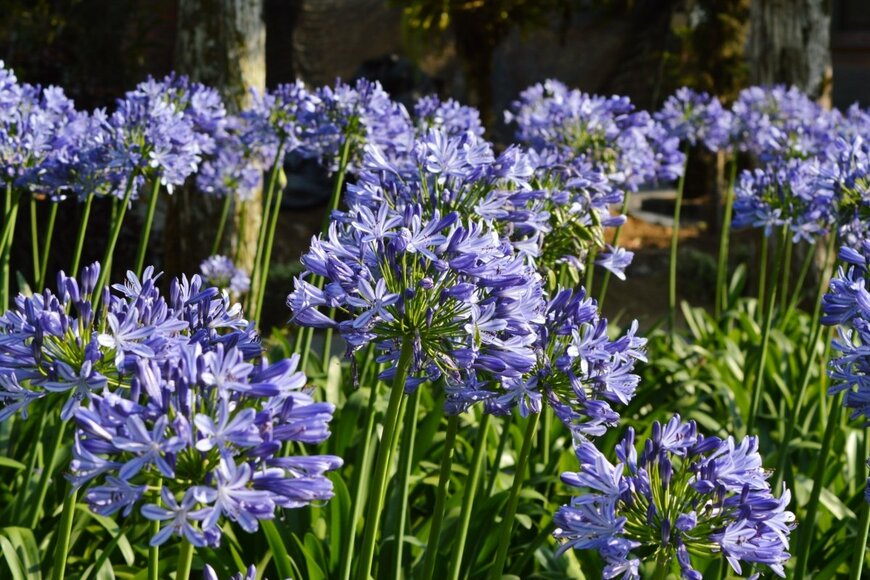 青い花を咲かせている、アガパンサス