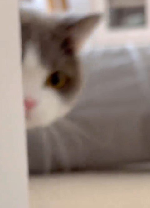 ひょっこりする猫