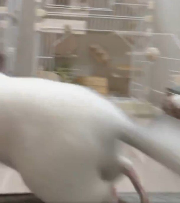 ぬいぐるみとチンチラ