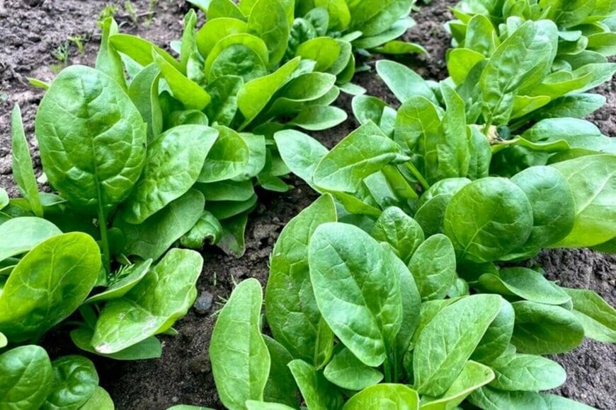 畑に並んで育つほうれん草
