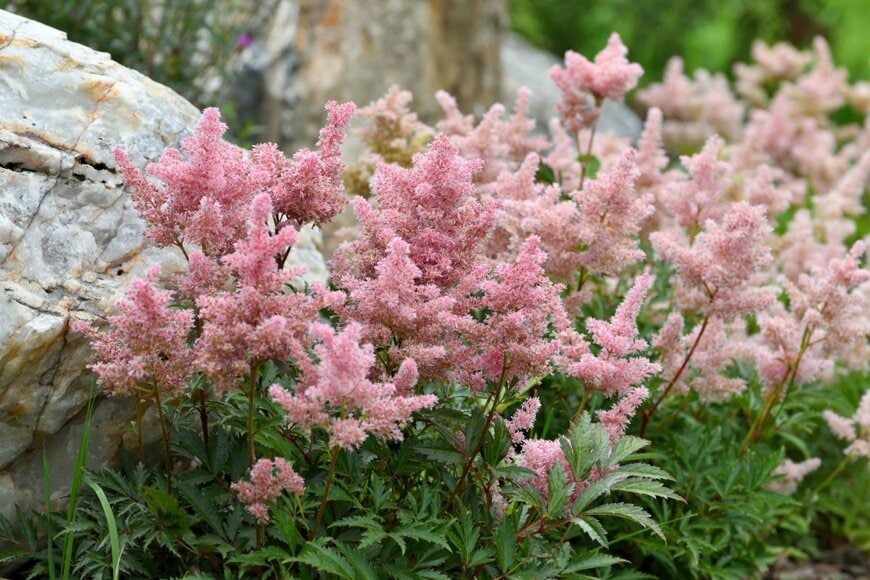 薄桃色のアスチルベの花々