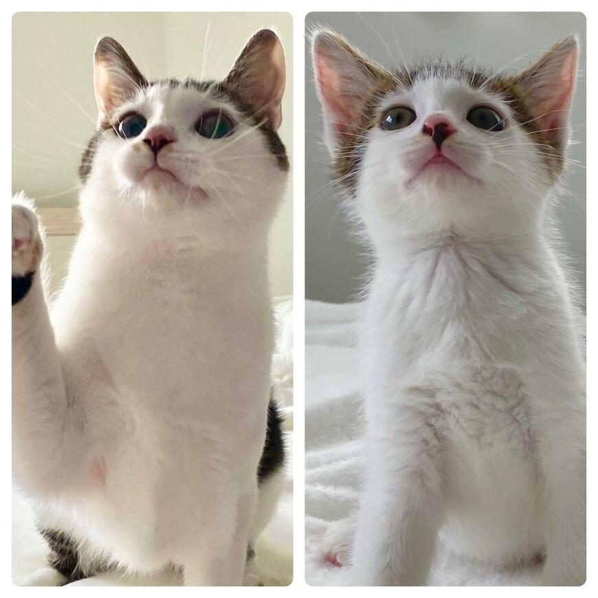 どっちもイケにゃん