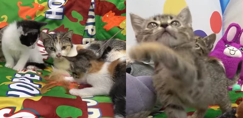 出所：<u><a href="https://www.youtube.com/watch?v=I6qnYNi-rKg" target="_blank">@hopeforpaws</a></u>