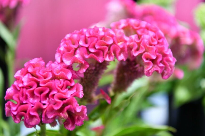 ピンクの花を咲かせている、トサカケイトウ