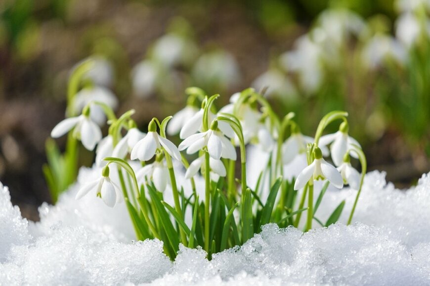 雪の中で白い花を咲かせている、スノードロップ