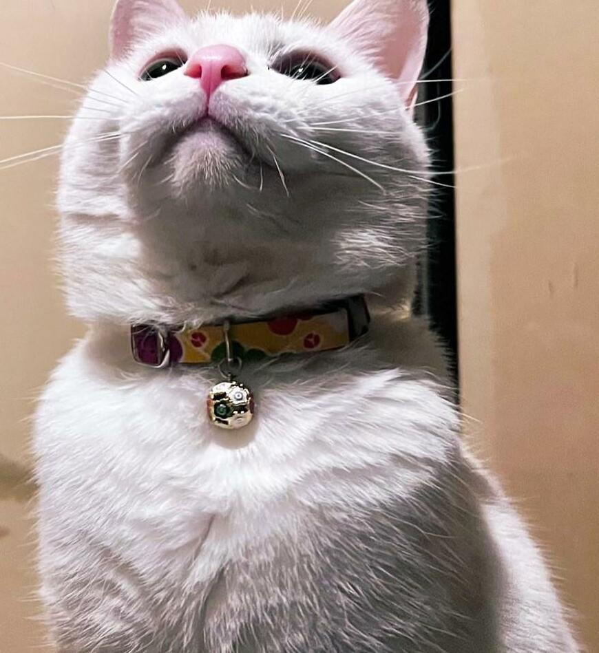 白い猫の表情のアップ写真