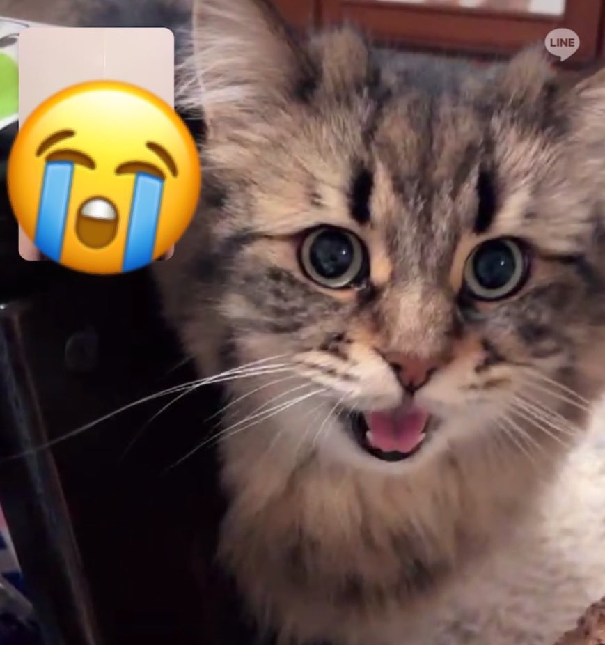 必死な猫