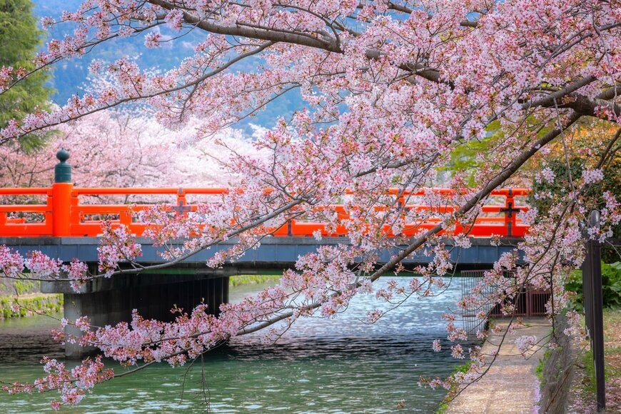京都・岡崎疏水の桜