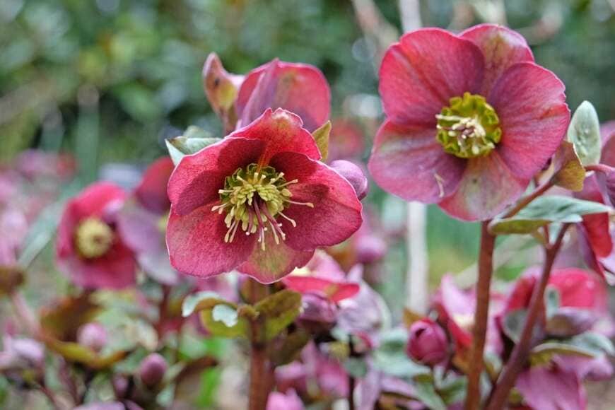 ワインレッドの花を下向きに咲かせているクリスマスローズ