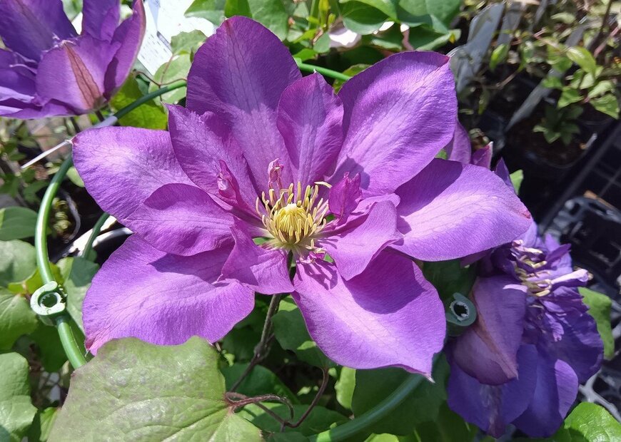 紫色のロイヤリティの花