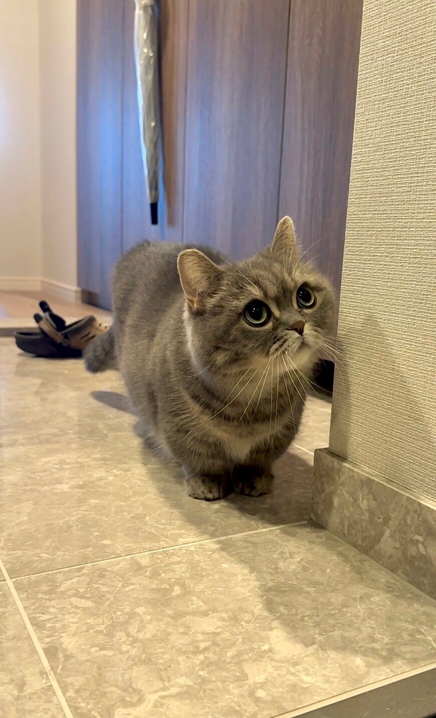 お出迎えお見送りする猫