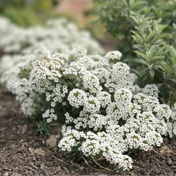 PROVEN WINNERS(プルーブンウィナーズ) スーパーアリッサム