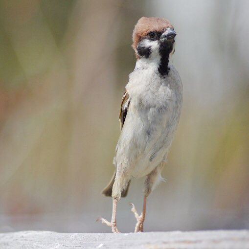 伸びているスズメ