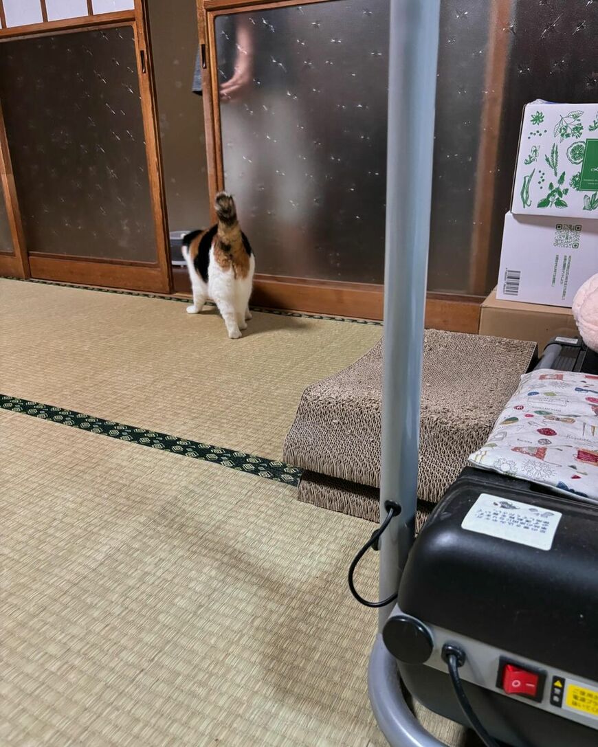 引き戸の隙間を通る猫