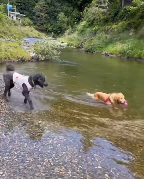 スパルタ教育するゴールデンレトリバー
