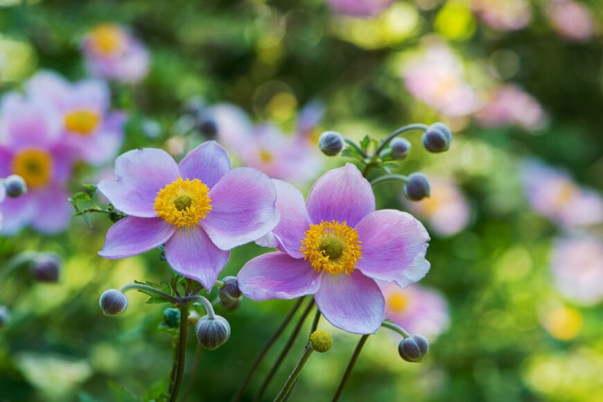 薄紫色のシュウメイギクの花が咲く様子