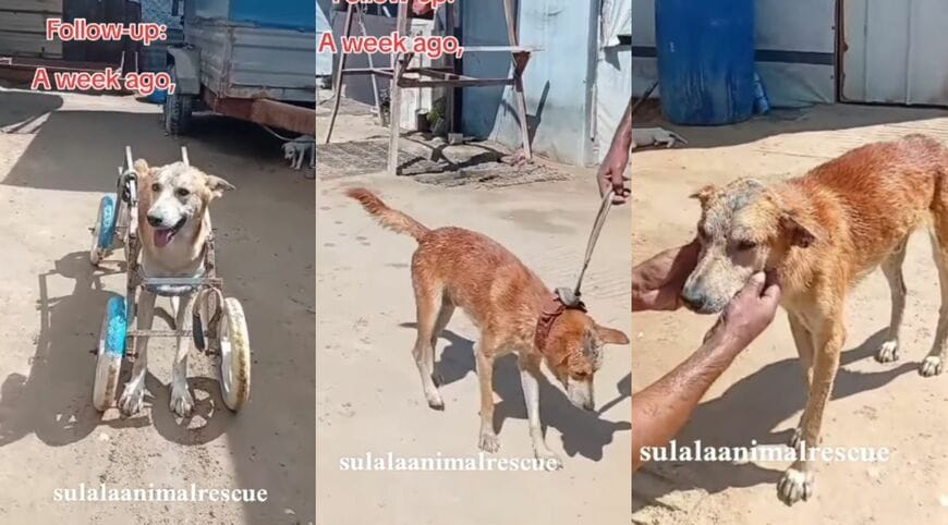 車いすに乗った犬と、リードをつけて歩く犬の姿