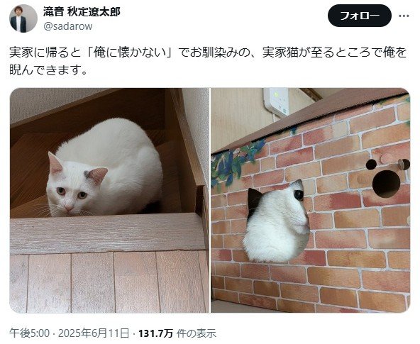 警戒する猫の様子