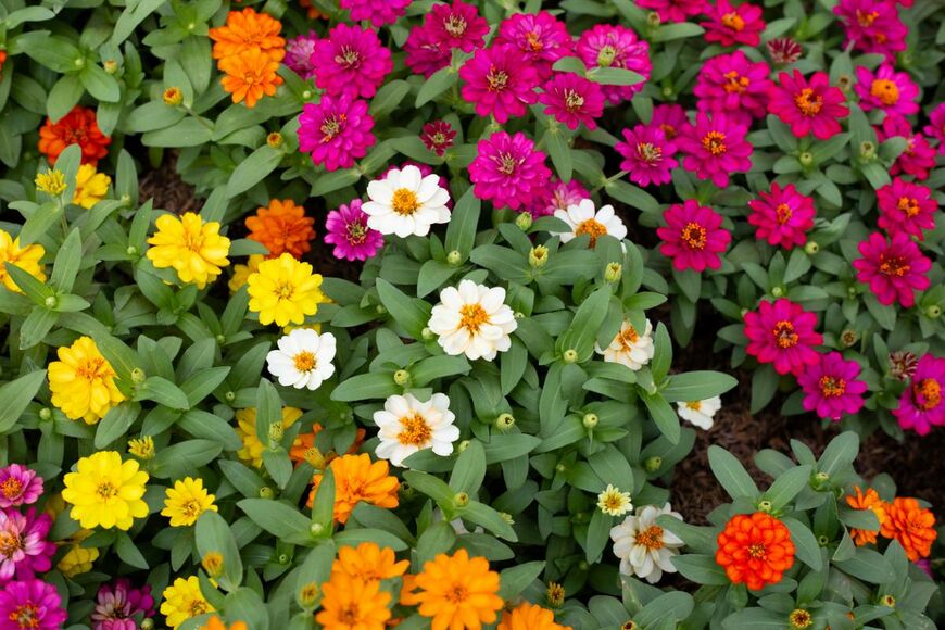 色とりどりのジニアの花。色は黄色、オレンジ、白、赤。