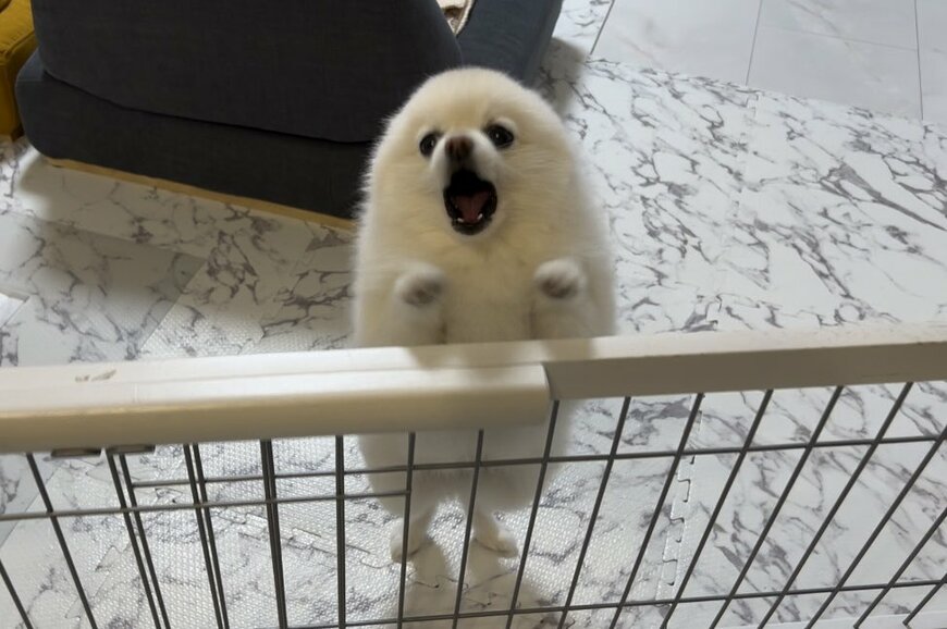 抗議する犬