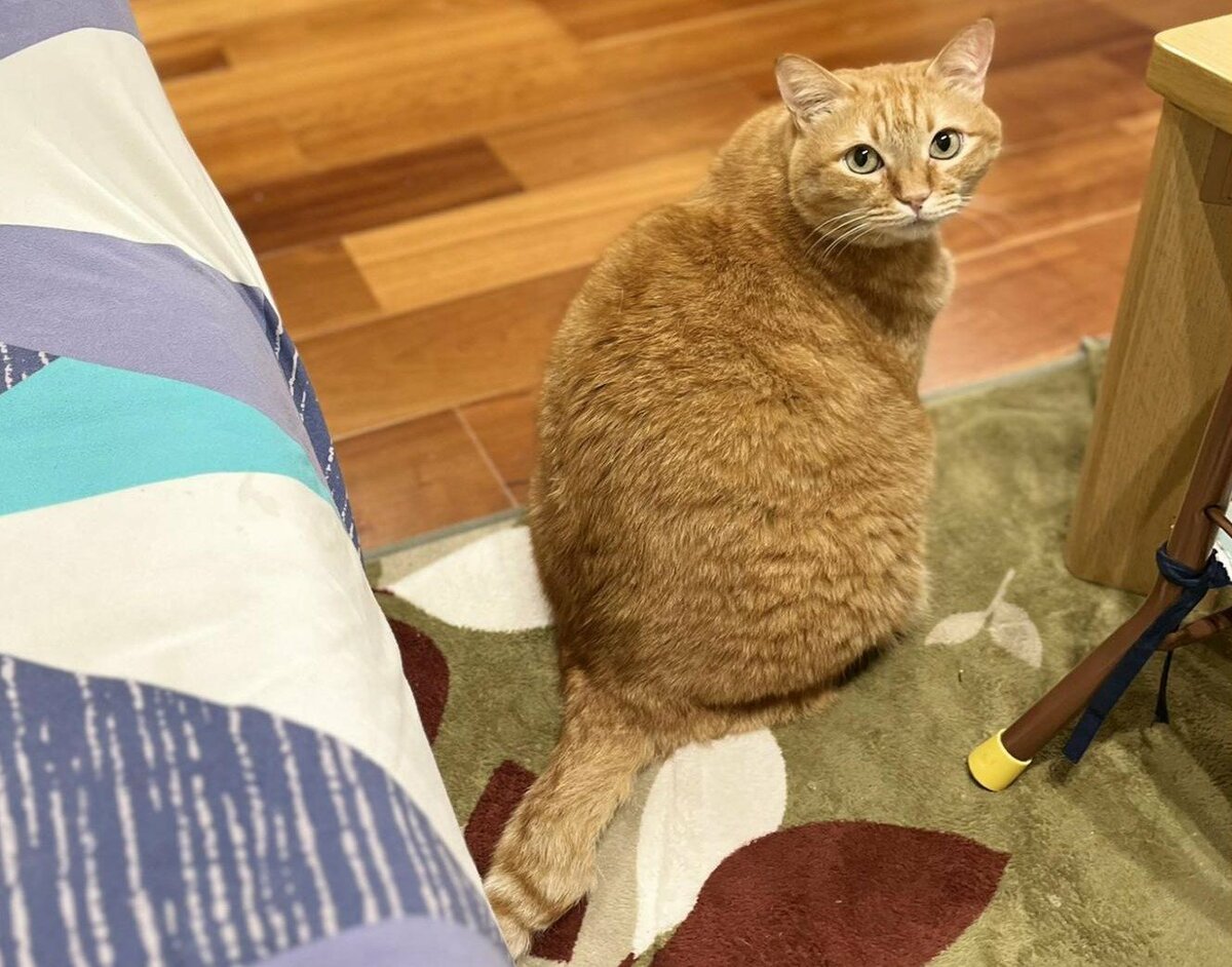 おやつの催促をした猫さん、失敗に終わると…？直後の振舞いに