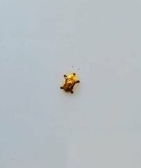 【初めて見た】自動車の上で目撃された「キラキラした金色の虫」　独特なフォルムに「可愛くてキレイ」