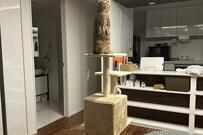 家に虫が入った結果…猫の行動に爆笑の声「鏡が良い味出してる」