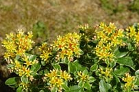 【多肉ガーデニング】小さな花を咲かせる多肉植物3選。寄せ植えにしたらまるで宝石箱！