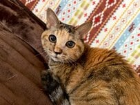 いいことあった？　猫ちゃんのまさかの表情が話題　「癒されっぱなし」の声