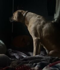 「肩にしこり？」犬を病院に連れて行くと…「まさかの診察結果」に納得の一枚が話題