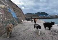 猫島で人間に付いていく猫達　どんどん仲間を引き連れ出来上がった「大名行列」が圧巻の光景です！