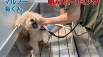 トリミングを怖がっていたワンちゃん。最後は気持ちよさそうにカットまで完了！”頑張る姿”が53万3000回再生