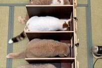 猫のご飯に「一蘭方式」を導入したら…驚きの光景に20万いいね