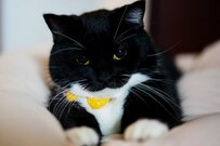 【すやすや猫さん】寝るまでの一連の流れがかわいすぎる…　「睡魔には勝てないよね」