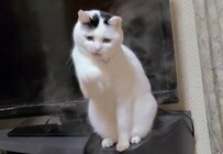 初めて加湿器を見た猫さん　直後に見せたまさかの行動に笑ってしまう！
