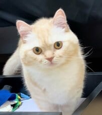 「ビックリしたw」片目に異変が起きた猫をよく見ると→予想外の結果に笑ってしまう