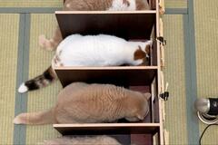 猫のご飯に「一蘭方式」を導入したら…驚きの光景に20万いいね