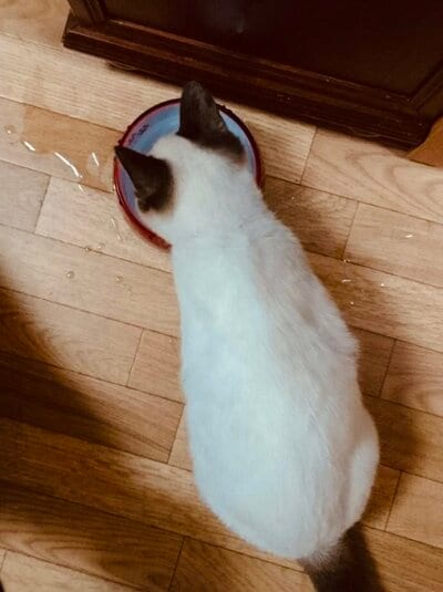 保護されて間もない頃の白い姿