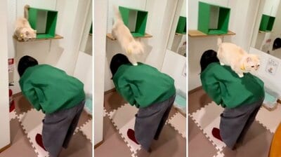 背中に乗った縫くん